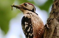 Displaying Great Bustards and all European Woodpeckers - Hungary and Slovakia