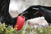 Ecuador-Galapagos