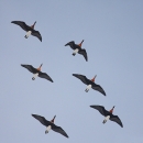 Tens of thousands of Red-breasted Geese – Romania and Bulgaria in winter