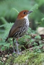 Colombia's diverse birdlife at stunning landscapes