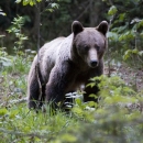 Birds & Bears at Transylvania & Danube Delta