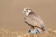 Namibia Giant sand dunes, the Skeleton Coast and Etosha National Park