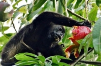 Costa Rica - Mammals