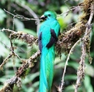 BEST PANAMA BIRDING