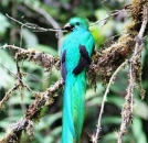 BEST PANAMA BIRDING