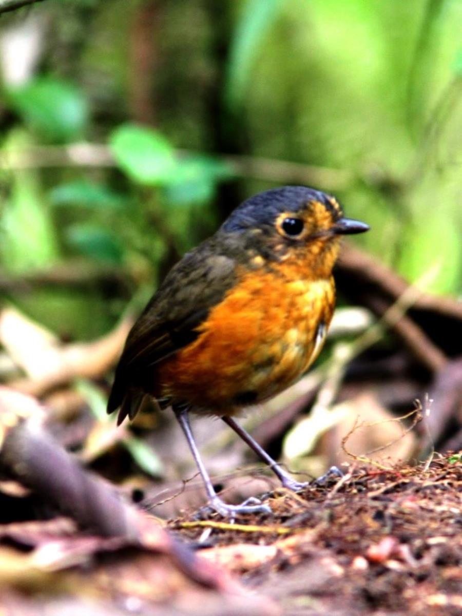 Antpitta Slate-crowned-Birding Colombia-Ecotours-ToucanBirdingEcolodge-costaricacom-IMG