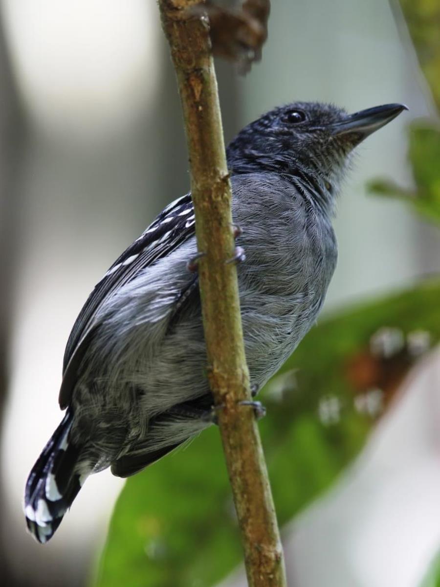 Antshrike Western Slaty male-Birding Panama-Ecotours-Worldwidecom-ToucanBirdingEcolodge-S05A