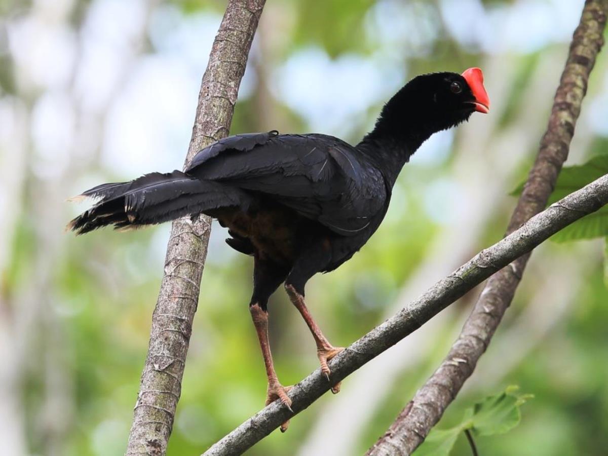 Curassow Razor-billed-Peru Birding Tour by Ecotours-Worldwidecom-S05A