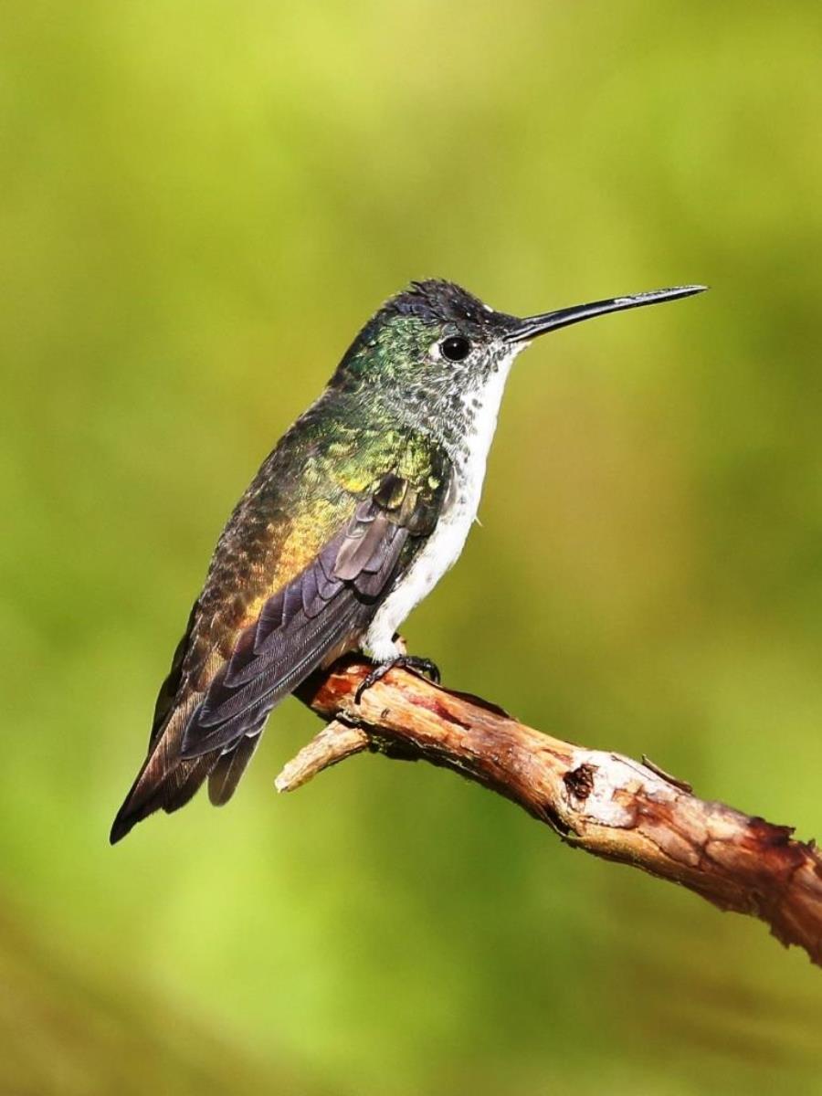 Emerald Andean-Colombia-Birding-Wildlife-Ecotours-Worldwidecom-S05A