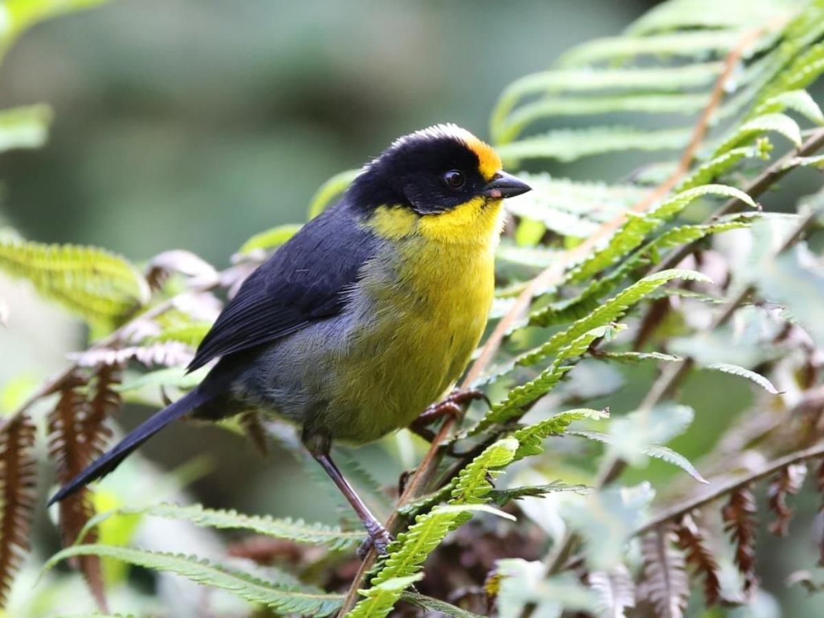 Finch Pale-naped Brush-finch-Colombia-Birding  Wildlife Tour-Ecotours-Worldwidecom-S05A