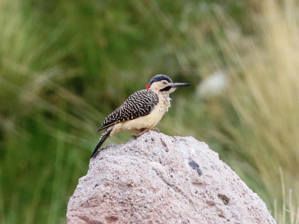 Flicker Andean-Peru Birding Tour by Ecotours-Worldwidecom-S05A