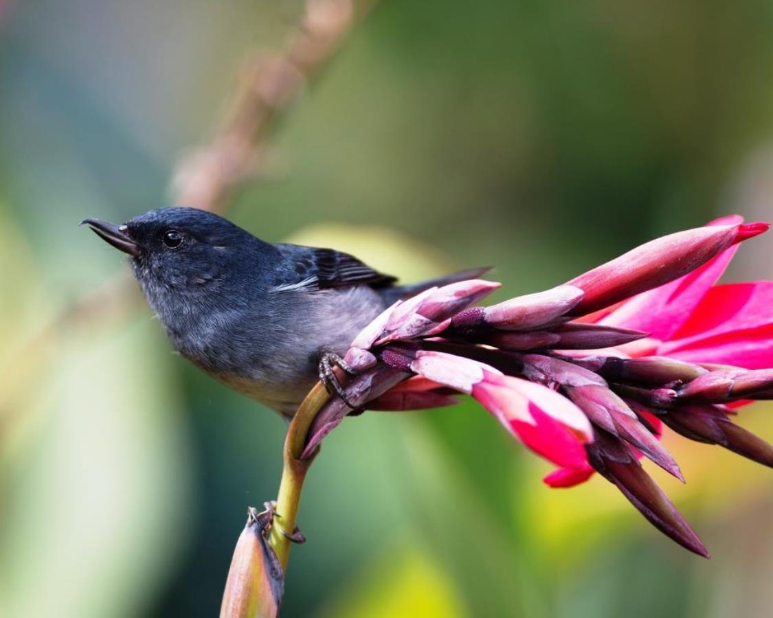 Flowerpiercer Slaty Birding  Wildlife tour Costa Rica-Ecotours-ToucanBirdingEcolodge-costaricacom-