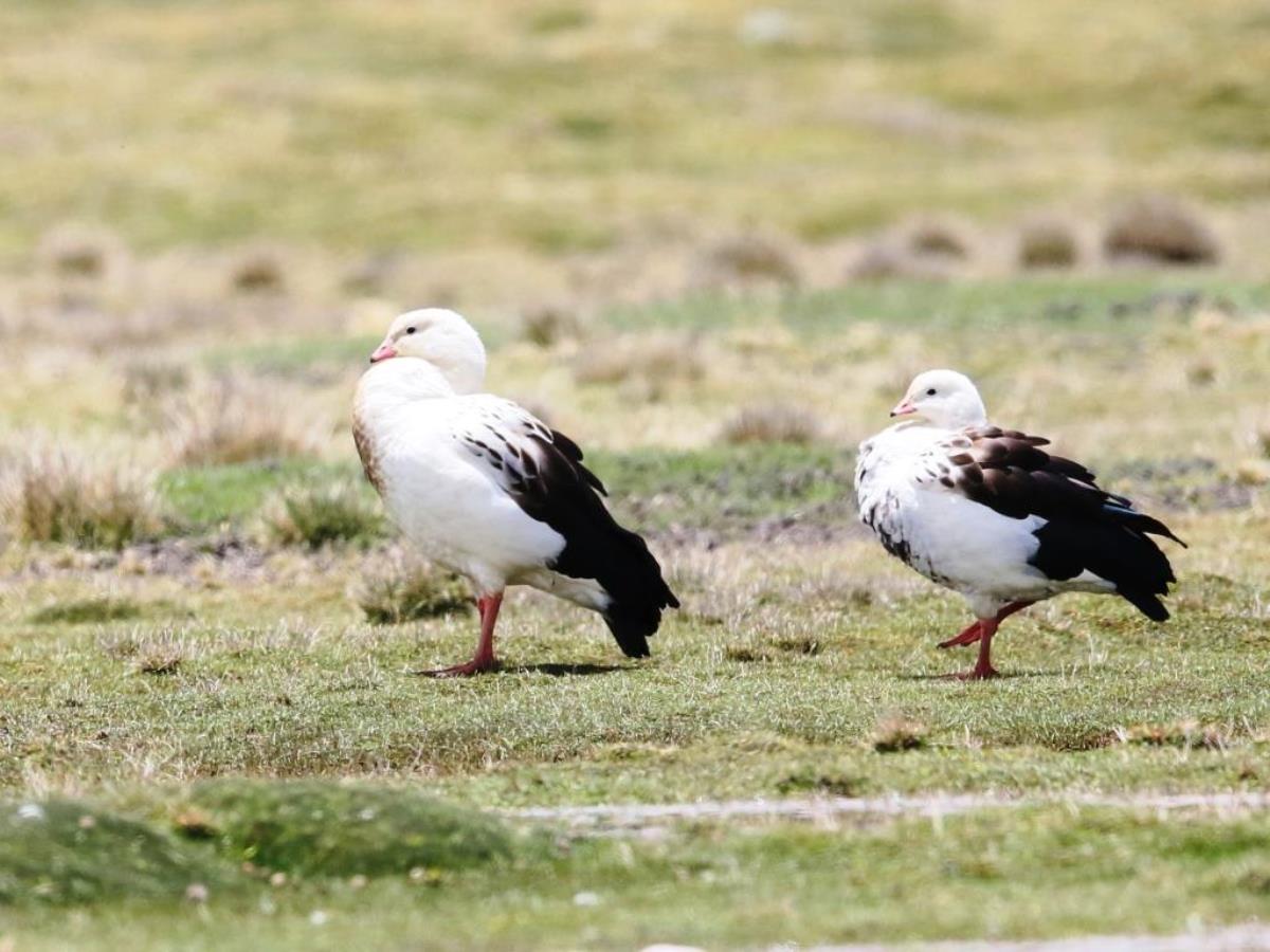 Goose Andean male-Peru Birding Tour by Ecotours-Worldwidecom-S05A