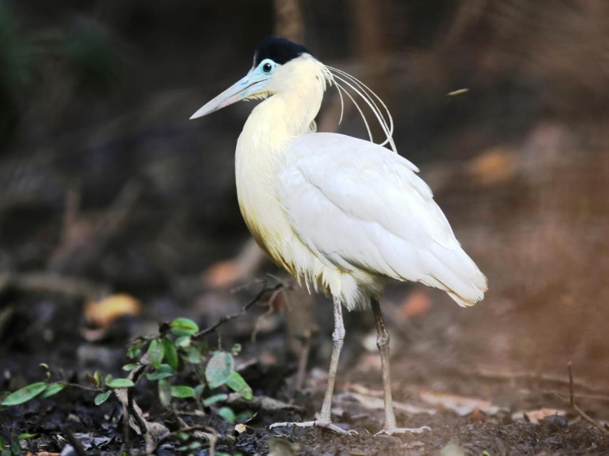 Heron Capped-Brazil Pantanal-Ecotours-Worldwidecom-S05A