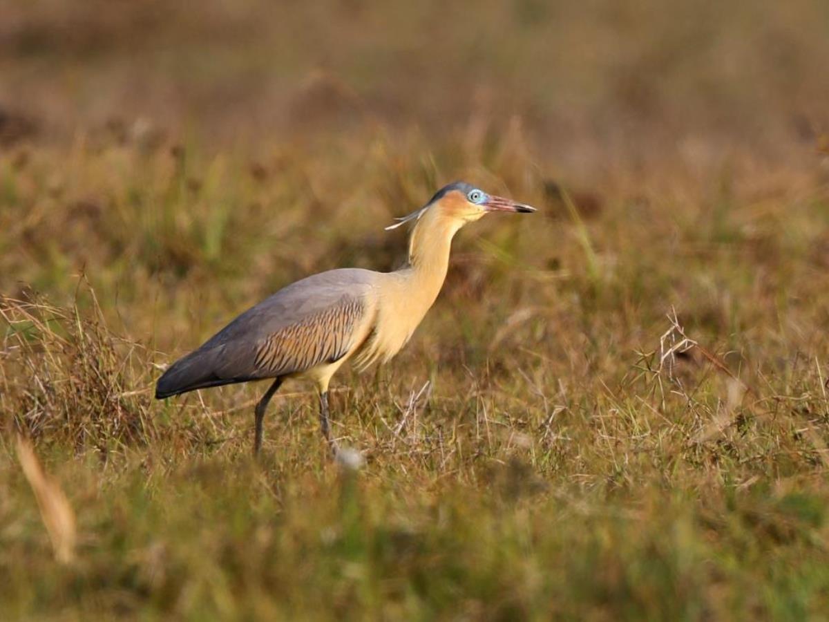 Heron Whistling Heron-Brazil-Pantanal  Atlantic Forest Tour by Ecotours-Worldwidecom-ToucanBirdingEcoLodge-S05A