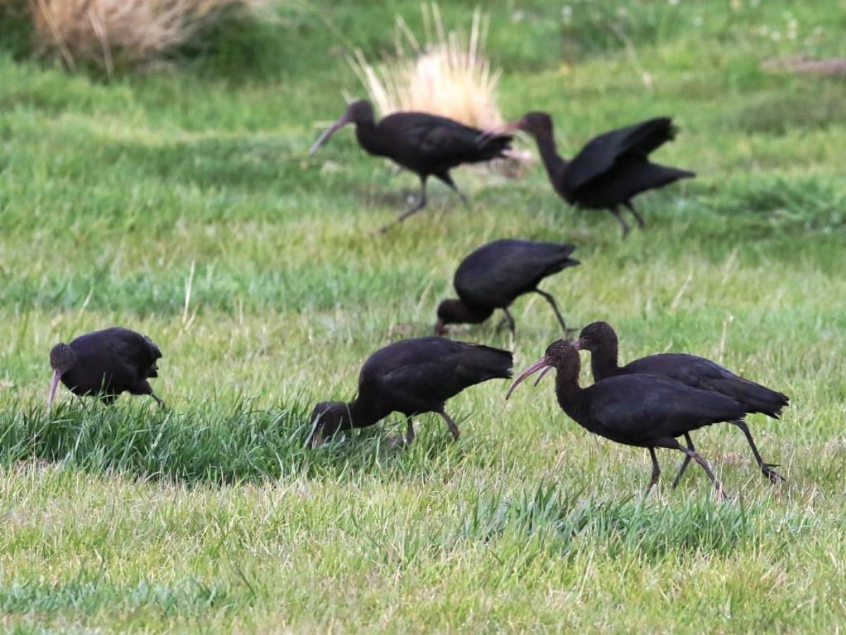 Ibis Puna-Peru Birding Tour by Ecotours-Worldwidecom-S05A
