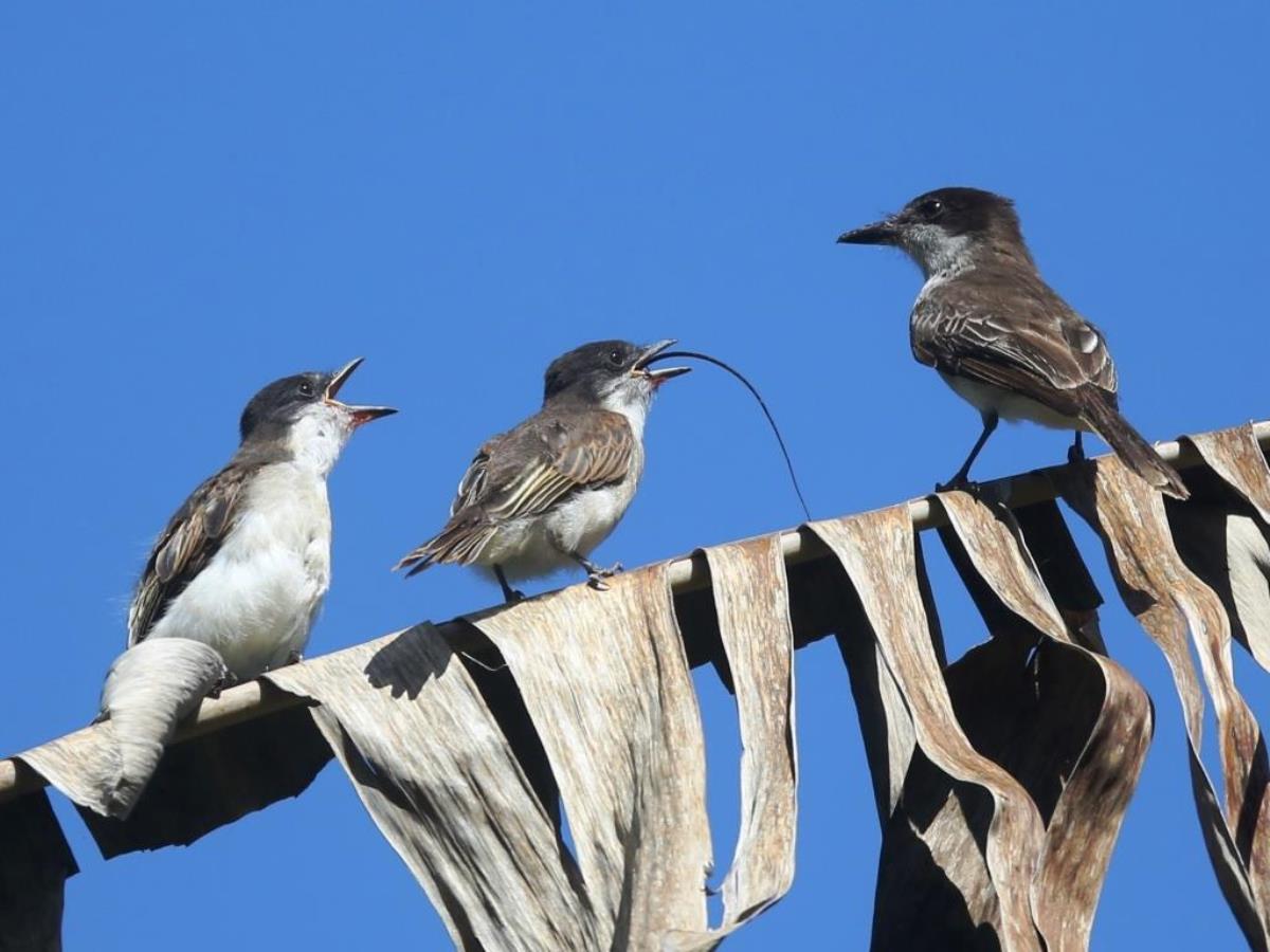 Kingbird Loggerhead chicks with parent-Birding Puerto Rico by Ecotours-Worldwidecom-S05A