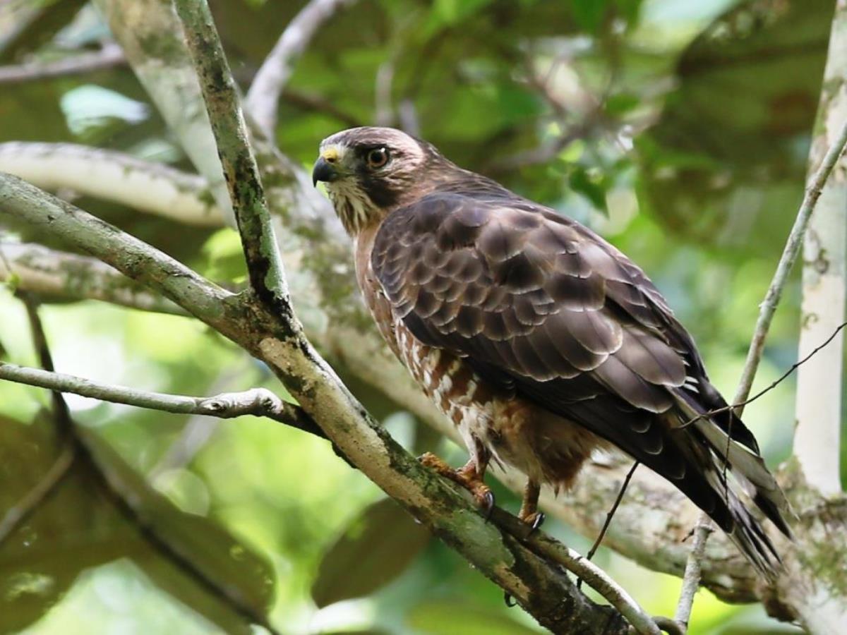 Kite Double-toothed subadult-Birding  Wildlife Tour Belize by Ecotours-Worldwidecom-ToucanBirdingEcolodge-S05A