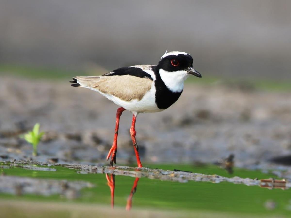 Lapwing Pied-Brazil-Pantanal  Atlantic Forest Tour by Ecotours-Worldwidecom-ToucanBirdingEcoLodge-S05A