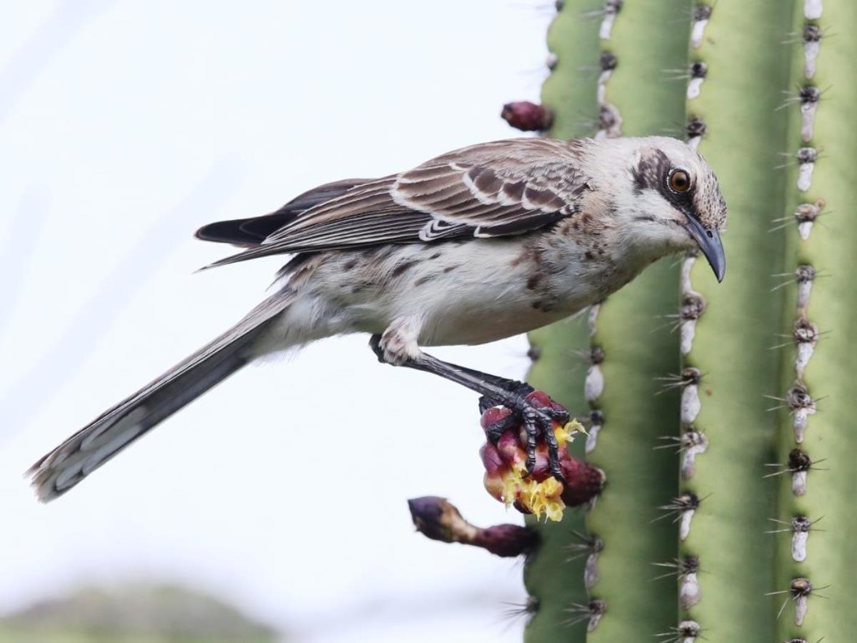 Mockingbird San Cristobal or Chatham-Birding  Wildlife Tour Ecuador-Ecotours-Worldwidecom-S05A