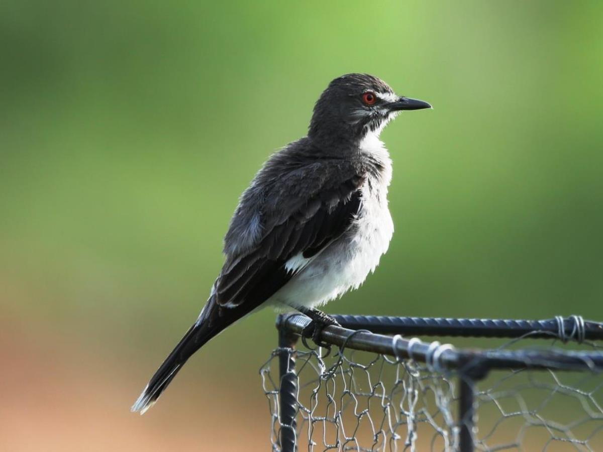 Monjita Gray-Birding Brazil Pantanal-Ecotours-Worldwidecom-S05A
