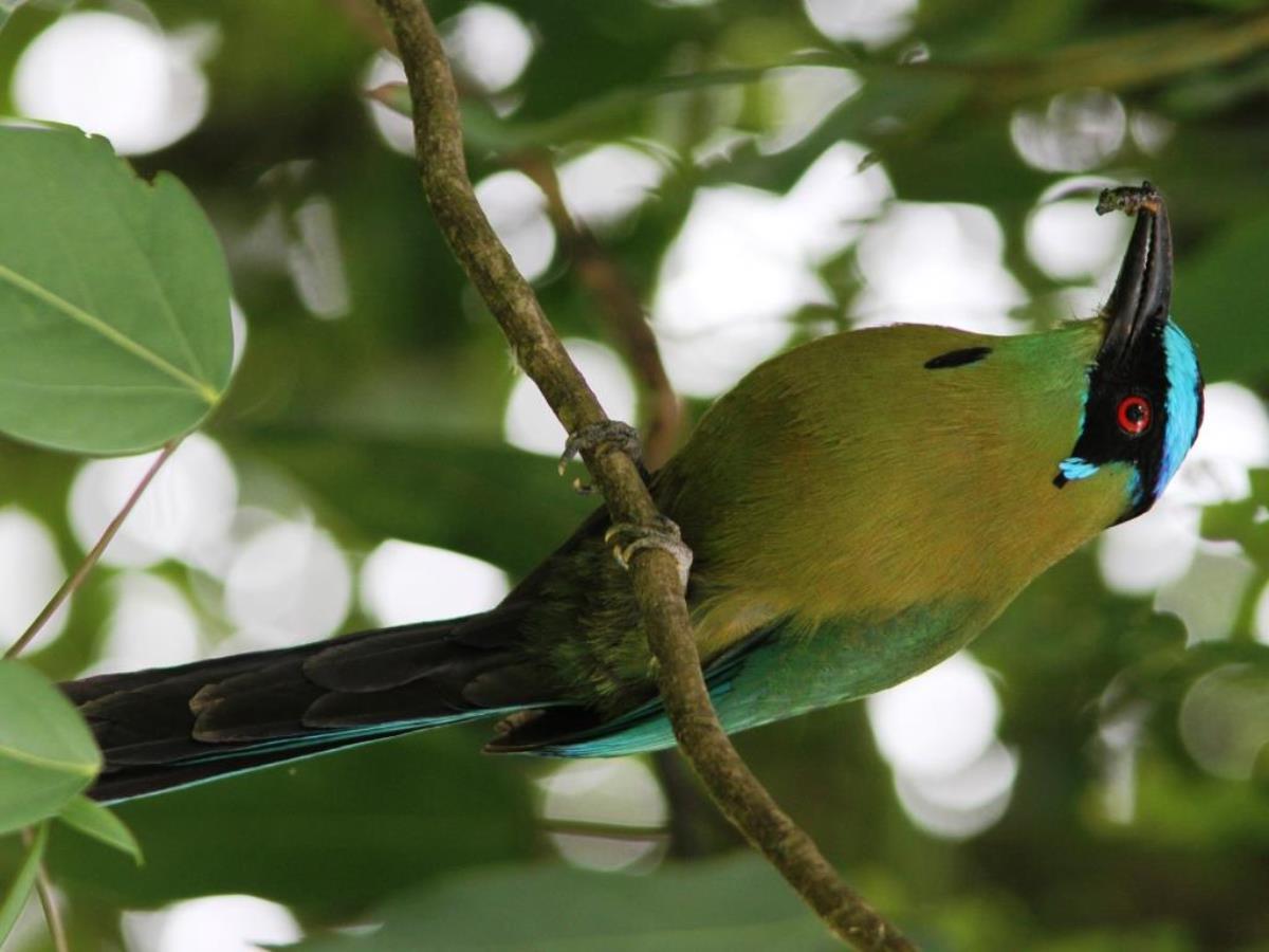 Motmot Highland Motmot-Birding-Wildlife  Photography Tour in Colombia by Ecotours-Worldwidecom-IMG