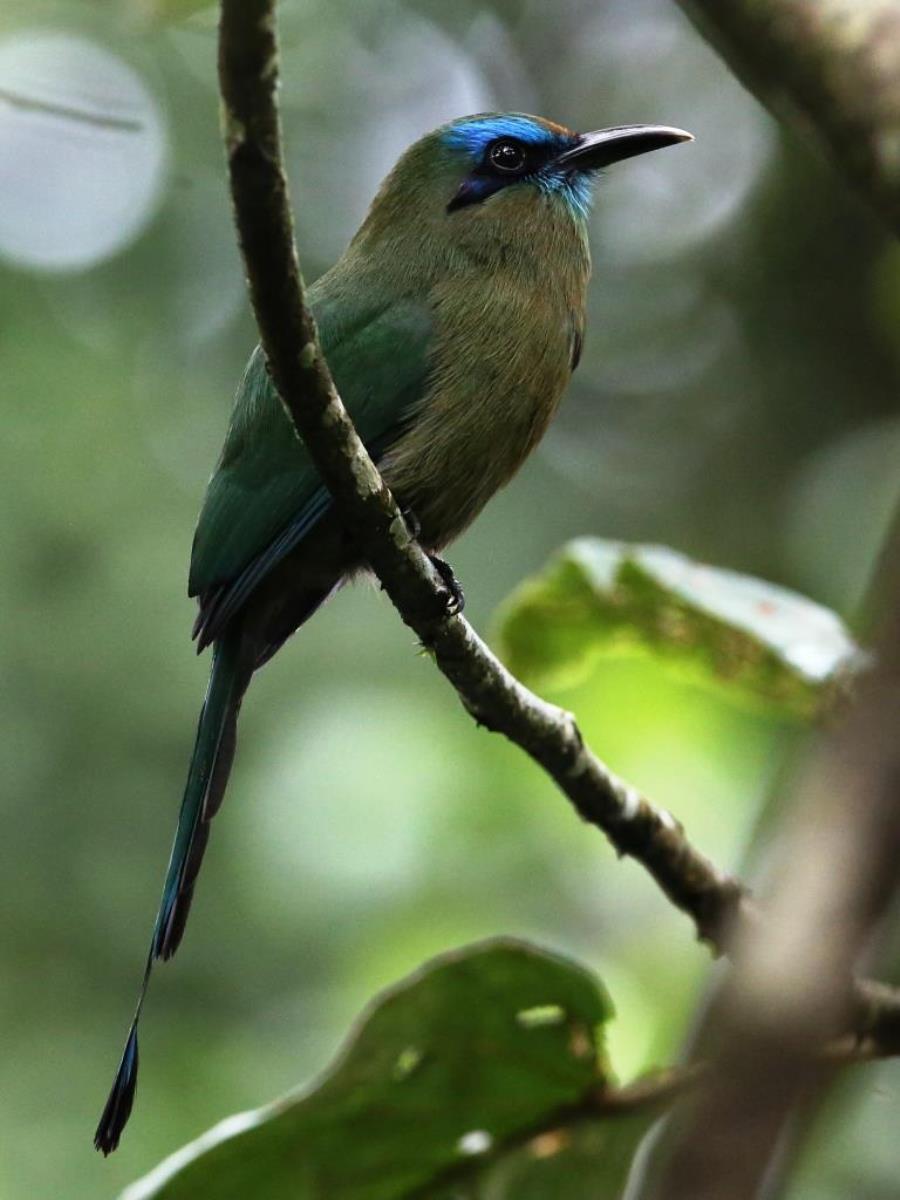 Motmot Keel-billed-Birding-Wildlife-Photography Tours Honduras-Ecotours-Worldwidecom-S05A