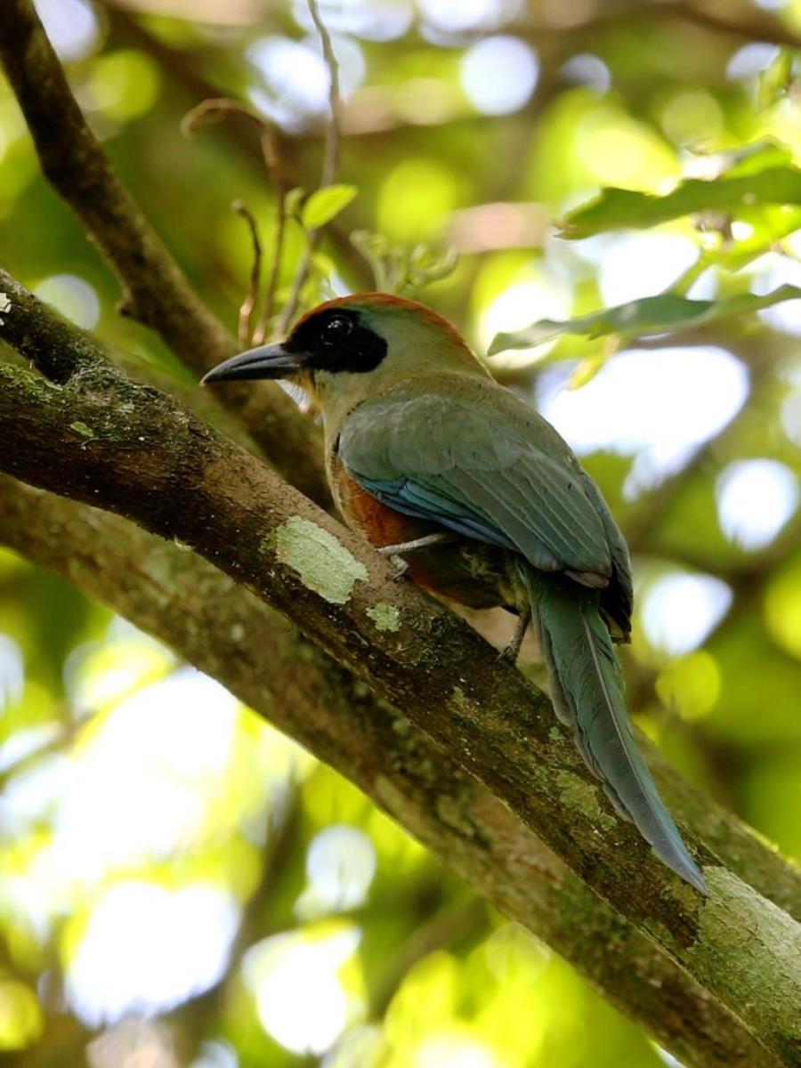 Motmot Rufous-capped-Birding Brazil Atlantic Forest-Ecotours Worldwidecom-S05A