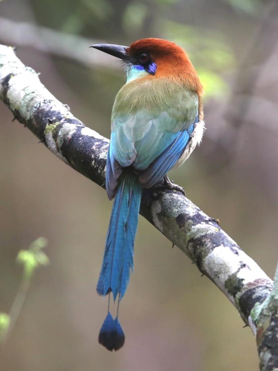 Motmot Russet-crowned-Birding-Wildlife-Photography Tours Belize  Yucatan Mexico-Ecotours-Worldwidecom-S05A