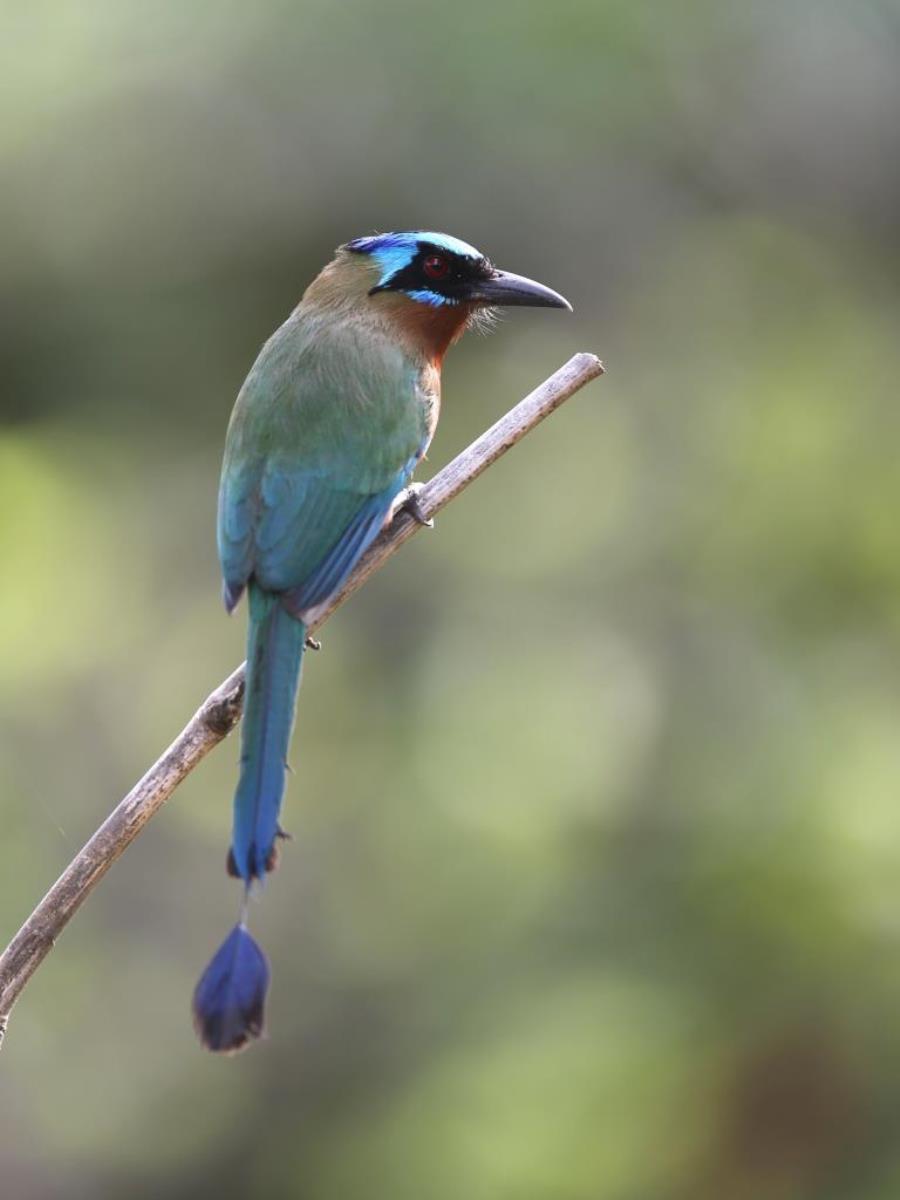 Motmot Trinidad Blue-crowned Motmot-Trinidad  Tobago Birding-Wildlife-Phototours by Ecotours-Worldwidecom-S05A