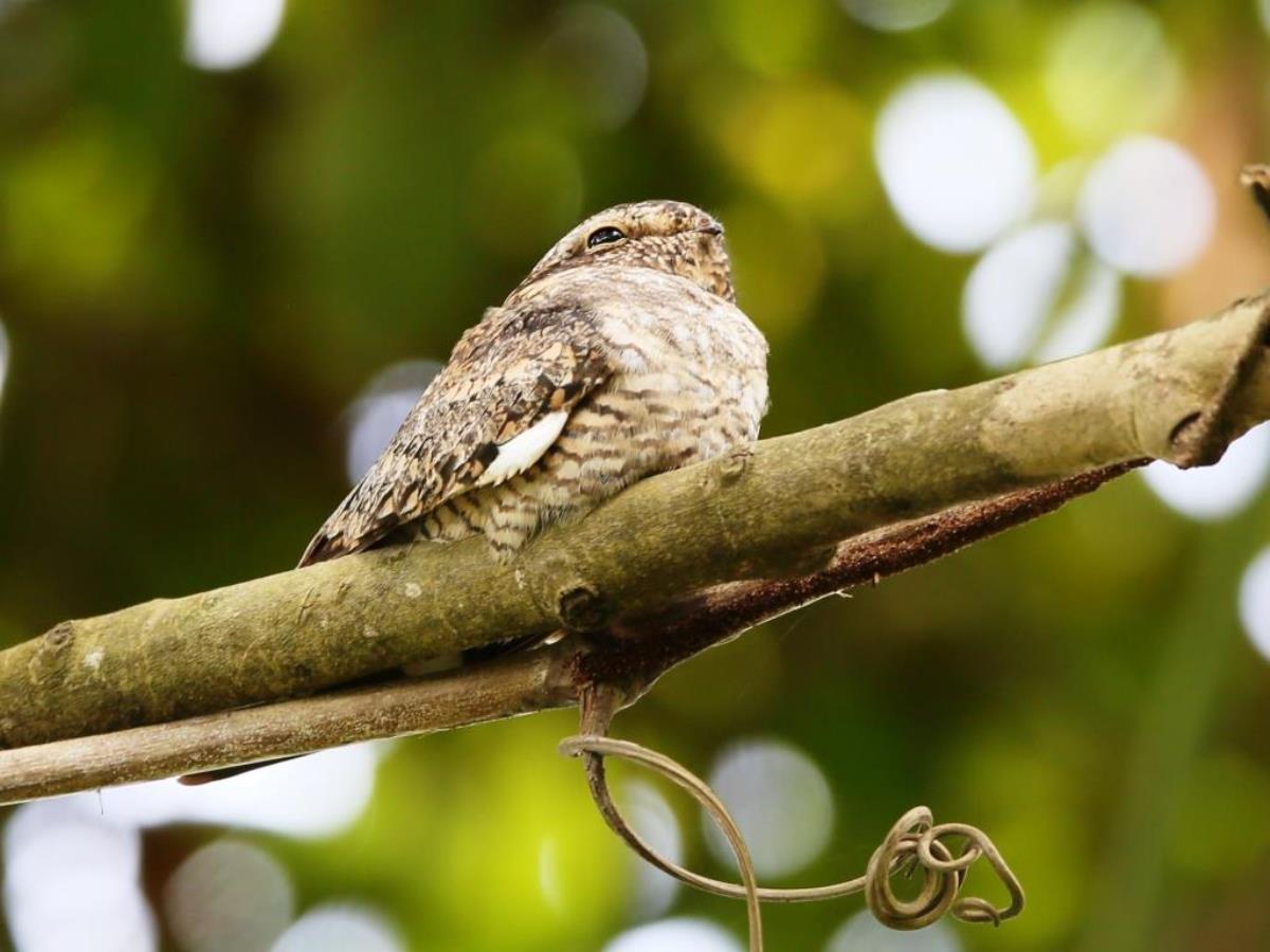 Nighthawk Lesser-Panama-Raptor Migration Tour by Ecotours-Worldwidecom-ToucanBirdingEcoLodge-S05A0797-