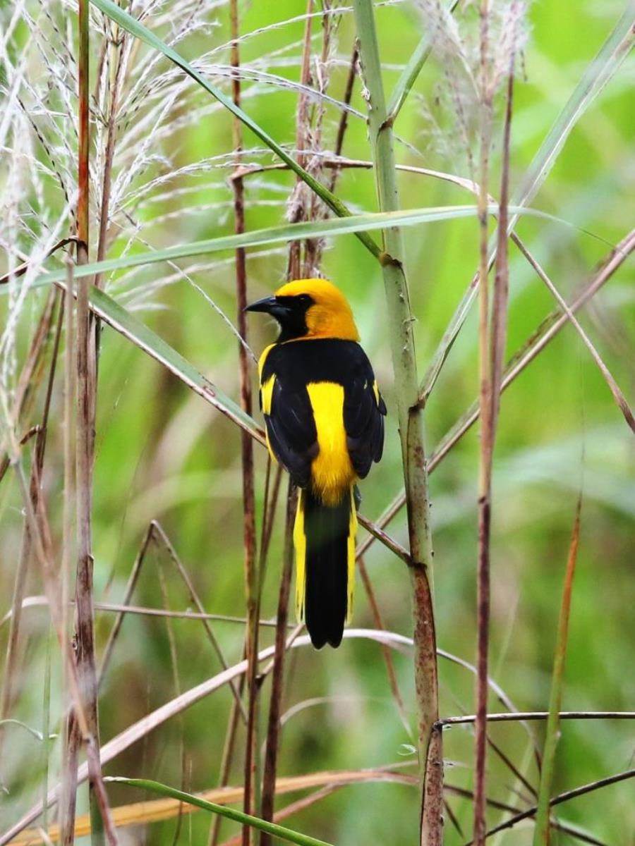Oriole Yellow-tailed-Birding  Wildlife Tour Panama-Ecotours-ToucanBirdingEcolodge-costaricacom-S05A