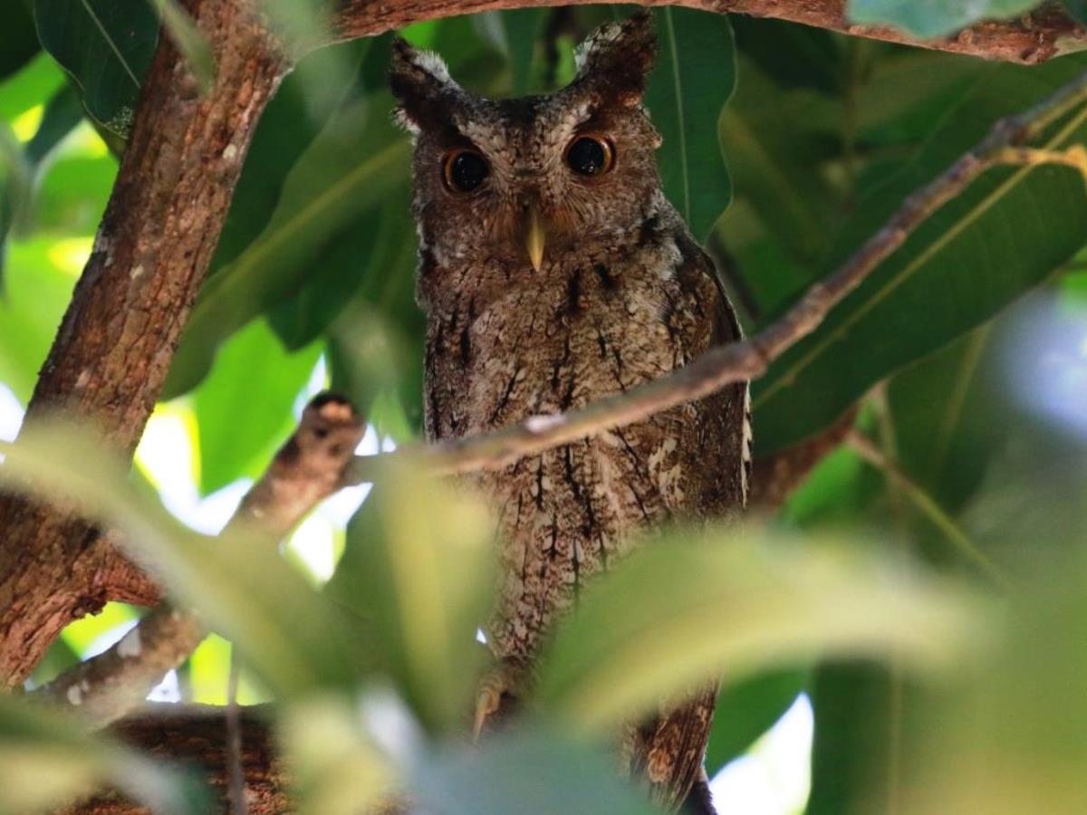 Owl Pacific Screech-Ecotours-ToucanBirdingEcolodge-costaricacom-0D1A