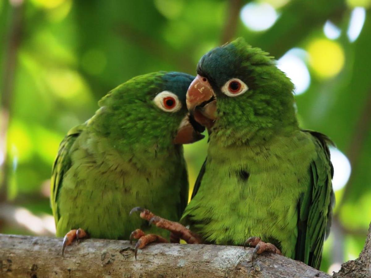 Parakeet Blue-crowned-Brazil-Pantanal  Atlantic Forest Tour by Ecotours-Worldwidecom-ToucanBirdingEcoLodge-S05A