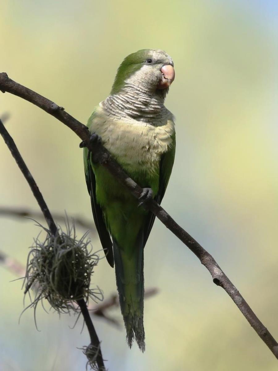 Parakeet Monk-Birding Puerto Rico by Ecotours-Worldwidecom-S05A