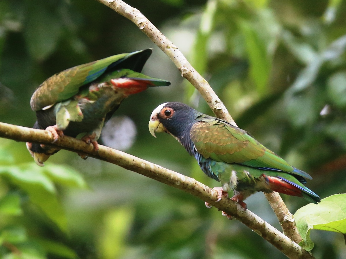 Parrot White-crowned-Ecotours-Worldwide-Costa Rica-S05A