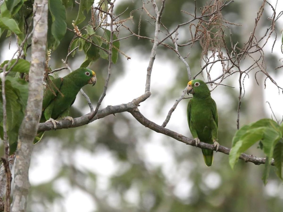 Parrot Yellow-crowned-Colombia-Birding  Wildlife Tour-Ecotours-Worldwidecom-S05A