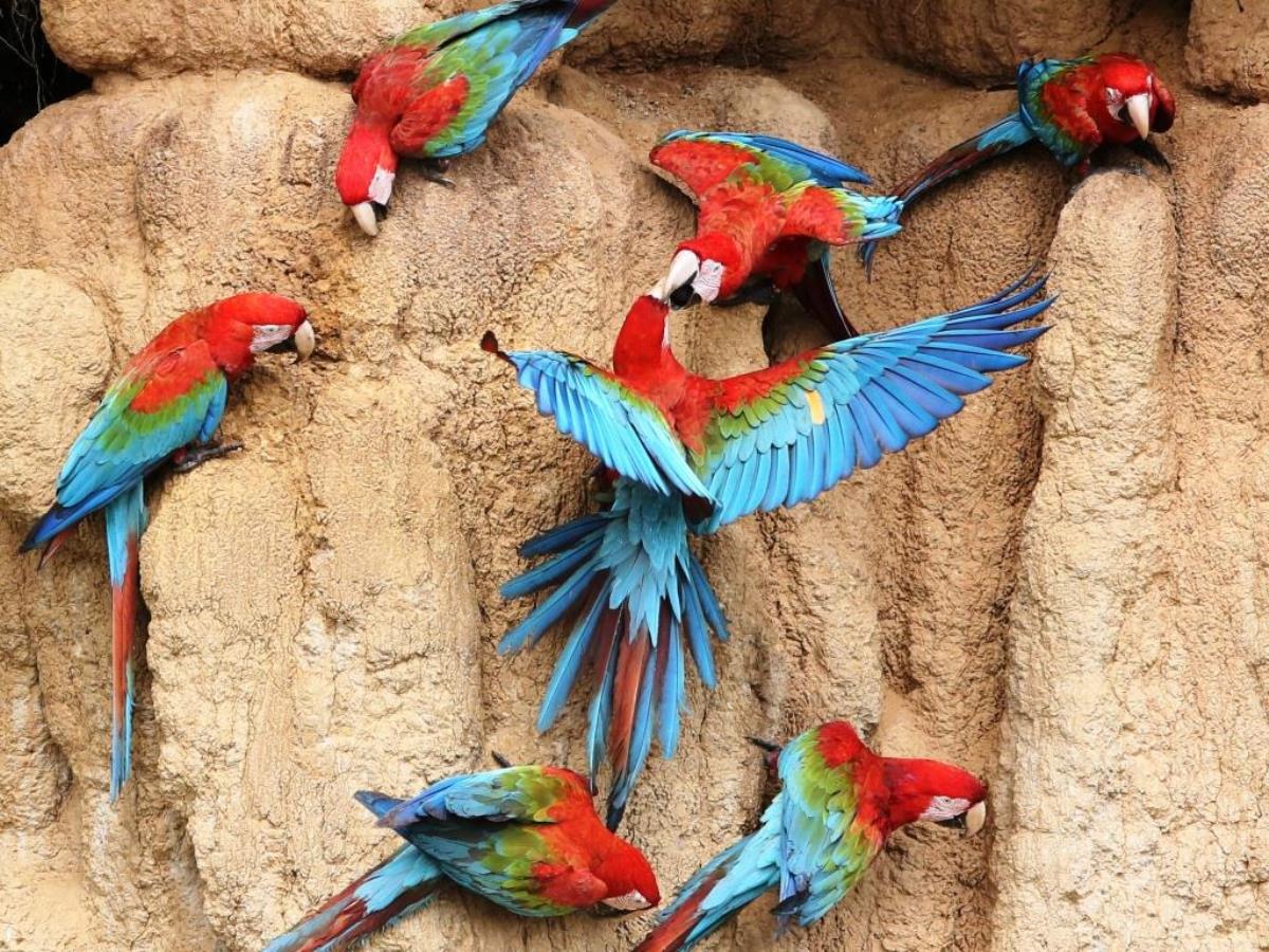 Parrot claylick-Peru Birding Tour by Ecotours-Worldwidecom-S05A