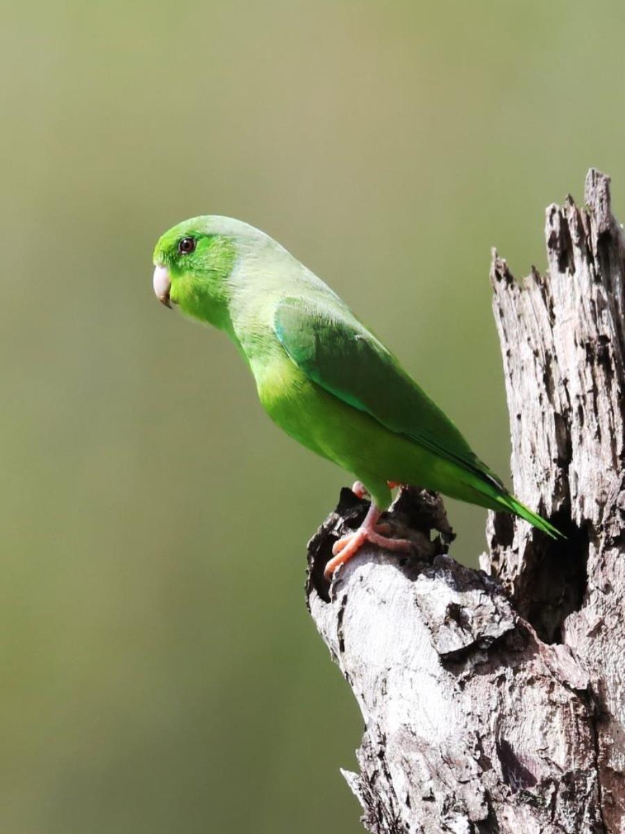Parrotlet Blue-winged-Birding  Wildlife tour Brazil Pantanal by Ecotours-Worldwidecom-S05A