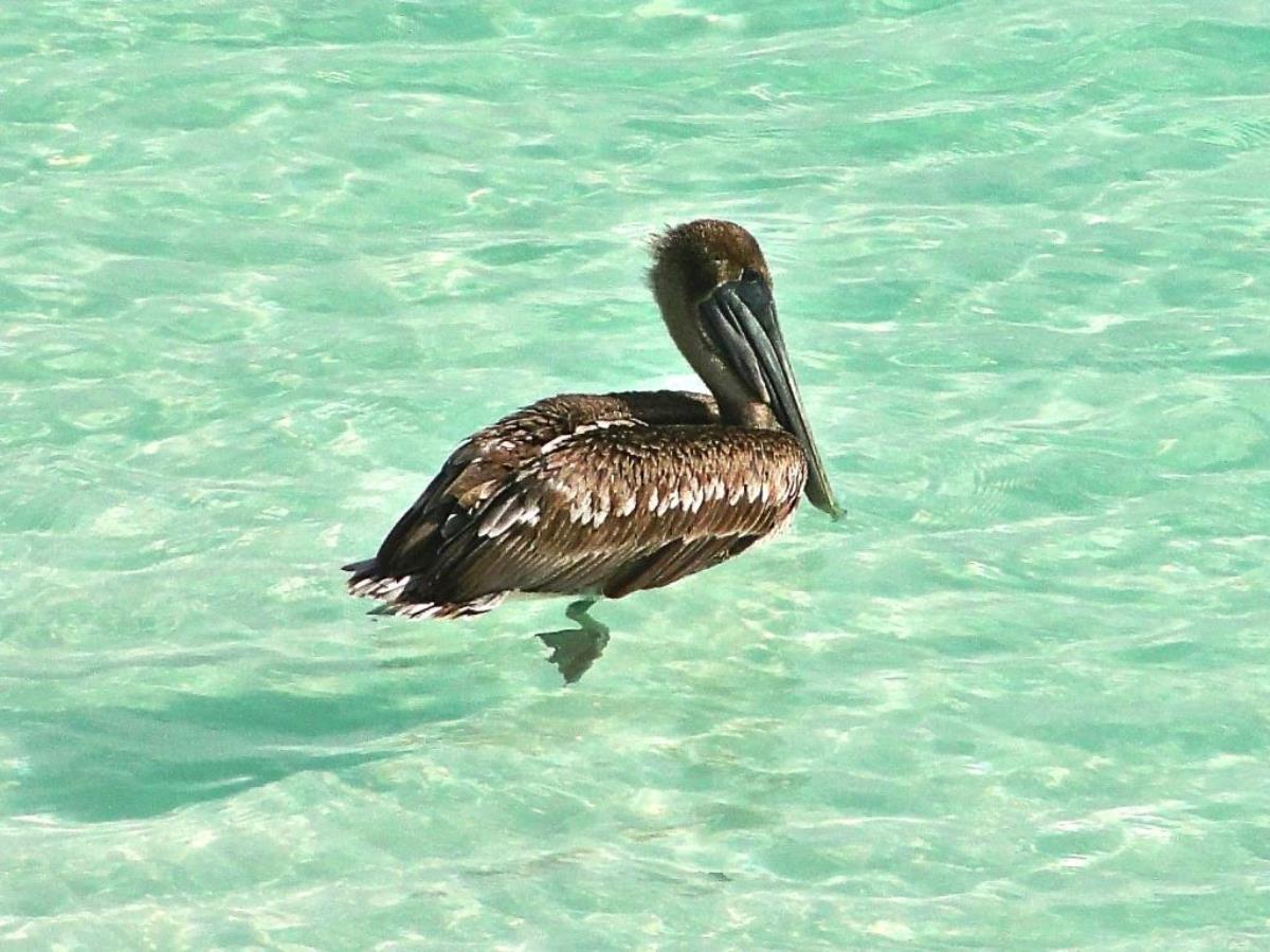 Pelican Brown-Birding Costa Rica-Ecotours-ToucanBirdingEcolodge-costaricacom-DSC