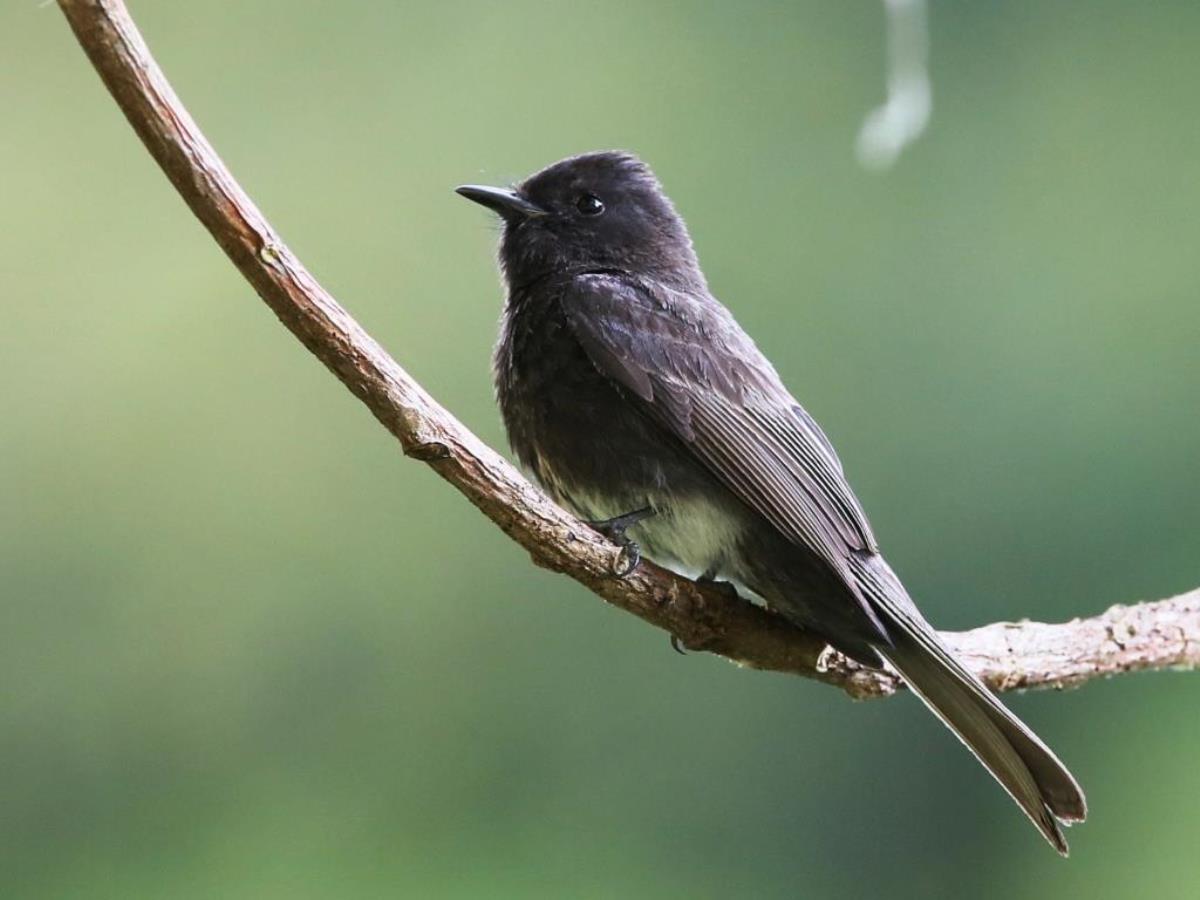 Phoebe Black-Birding Tour Panama-Ecotours-Worldwidecom-ToucanBirdingEcolodge-S05A