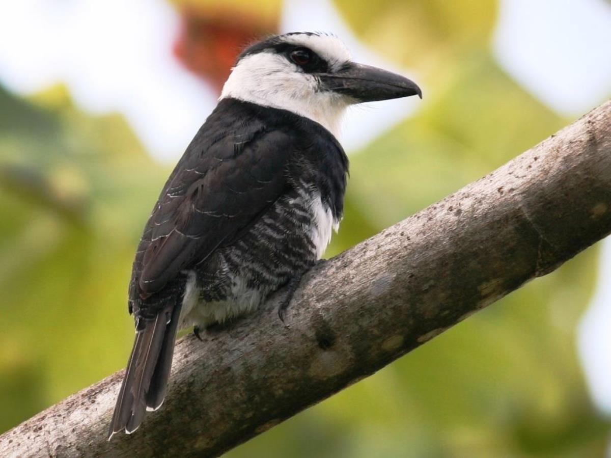 Puffbird White-necked-Birding Costa Rica-Ecotours-ToucanBirdingEcolodge-costaricacom-IMG