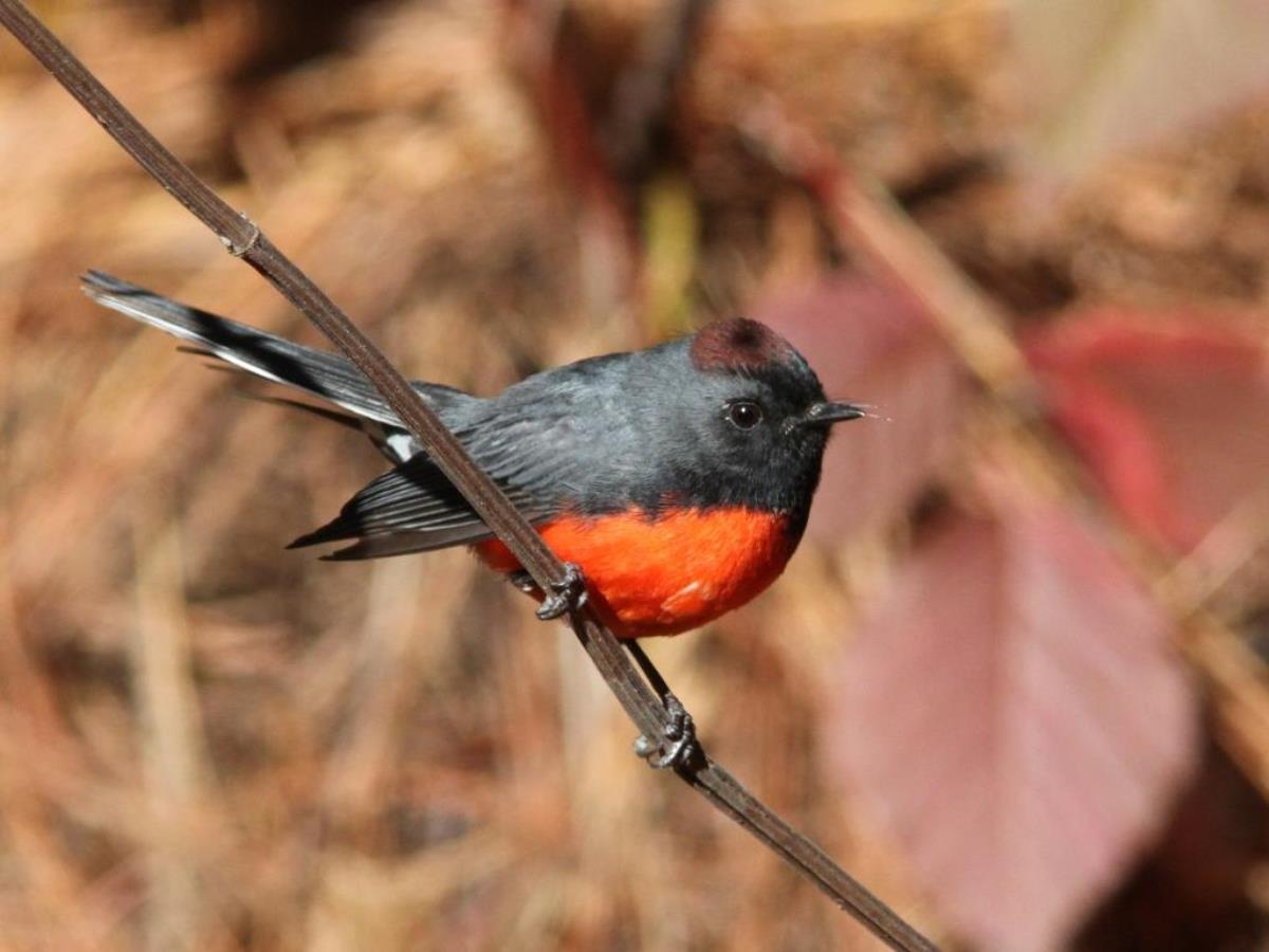 Redstart Slate-throated-Birding Costa Rica-Ecotours-ToucanBirdingEcolodge-costaricacom-IMG