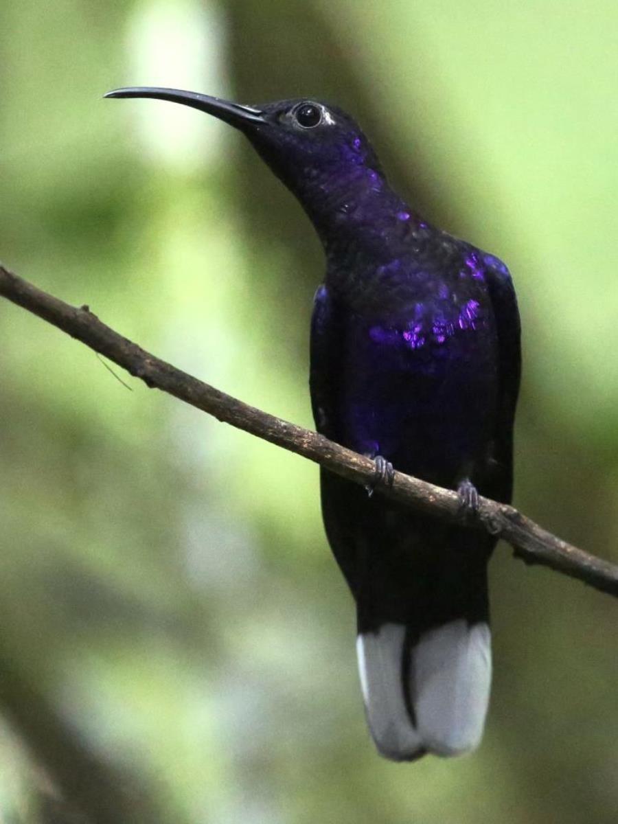 Sabrewing Violet-Birding-Wildlife-Photography Tours Honduras-Ecotours-Worldwidecom-S05A