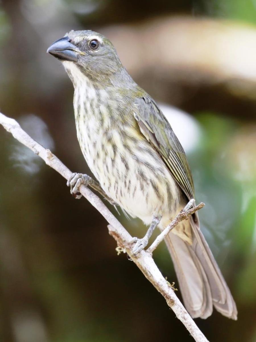 Saltator Streaked-Birding  Wildlife Costa Rica-Ecotours-ToucanBirdingEcolodge-costaricacom-0D1A