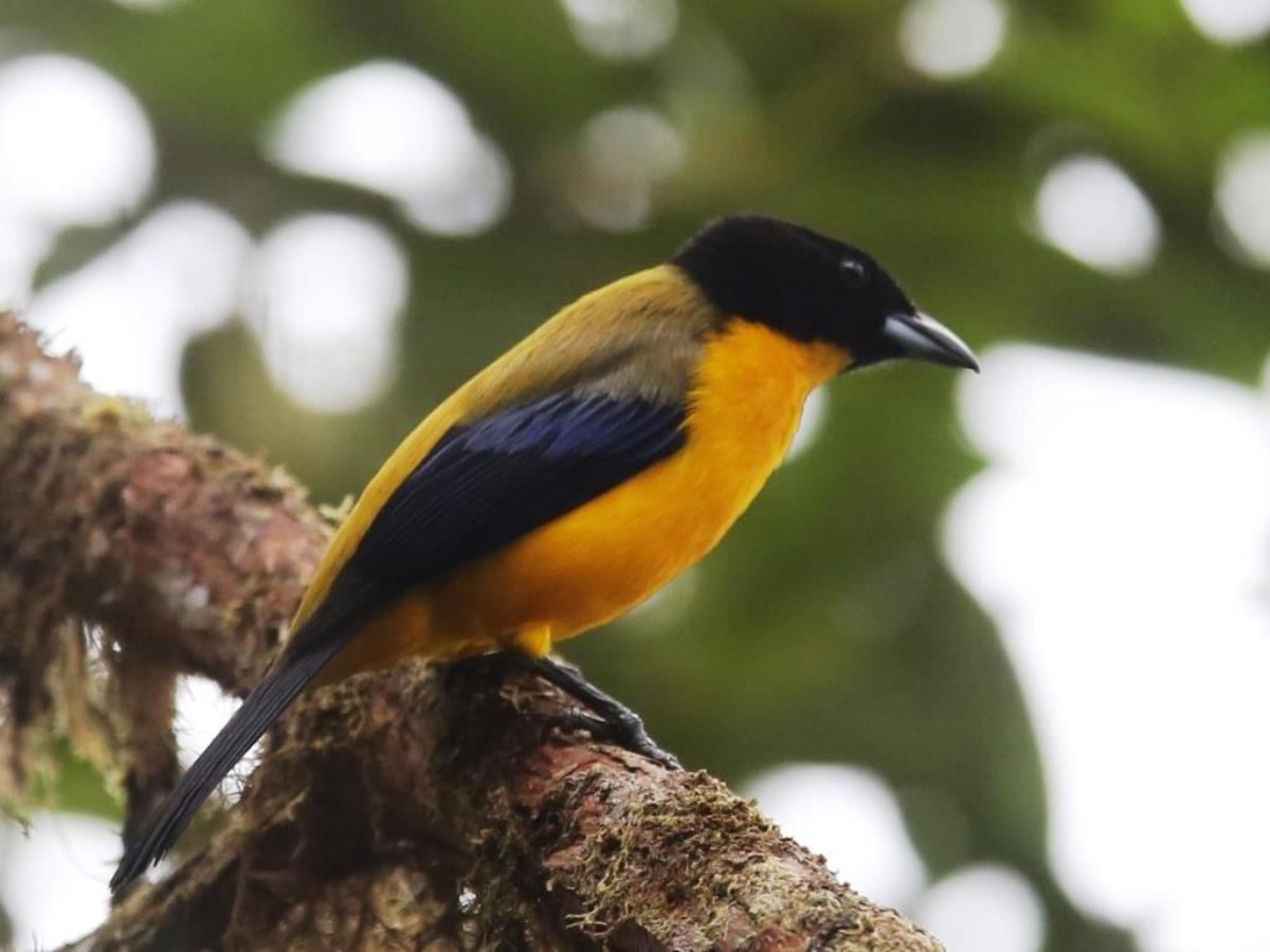 Shrike-Tanager-Colombia-Birding  Wildlife Tour-Ecotours-Worldwidecom-S05A