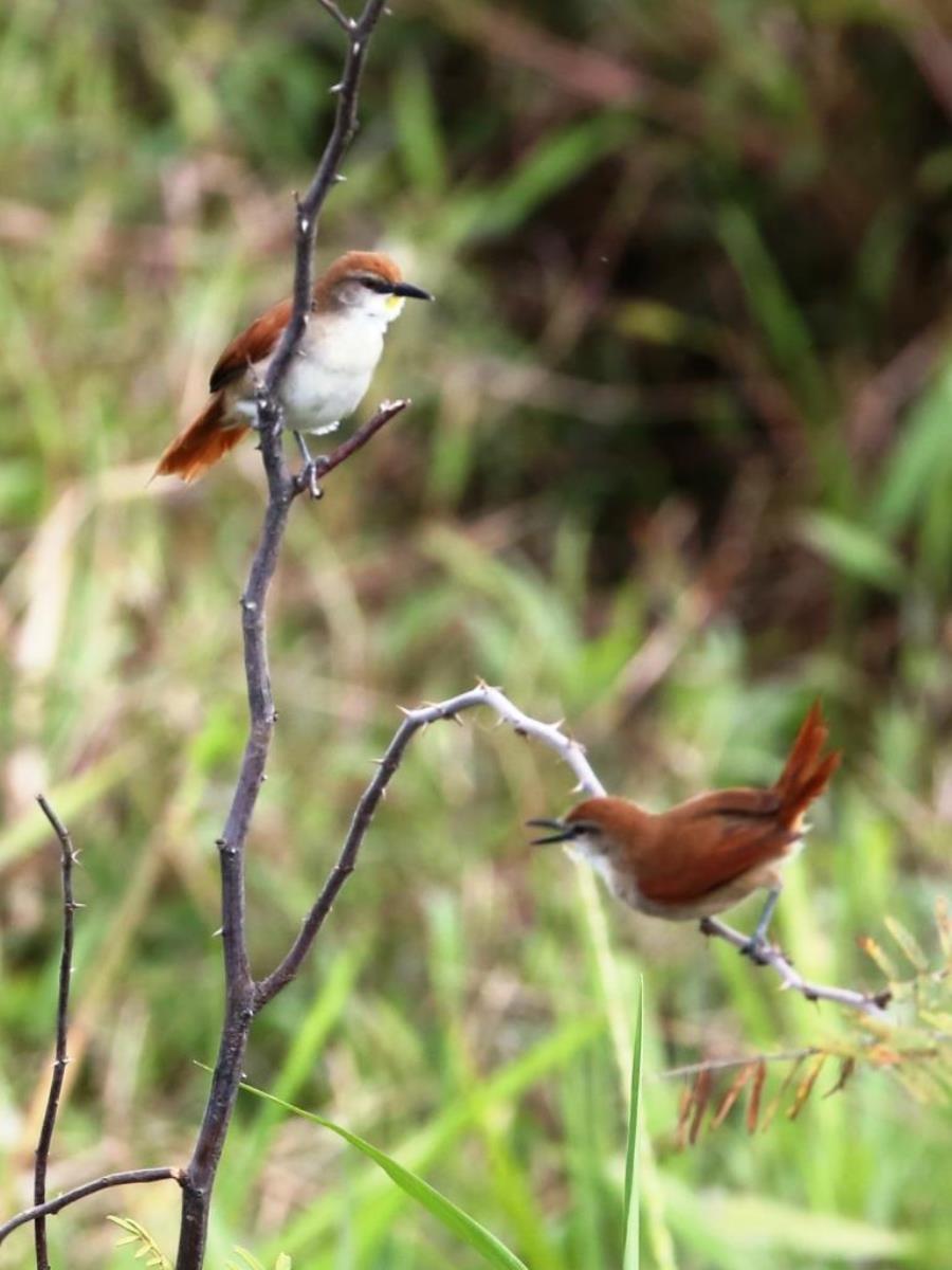 Spinetail Yellow-chinned-Birding  Wildlife tour Brazil Pantanal by Ecotours-Worldwidecom-S05A