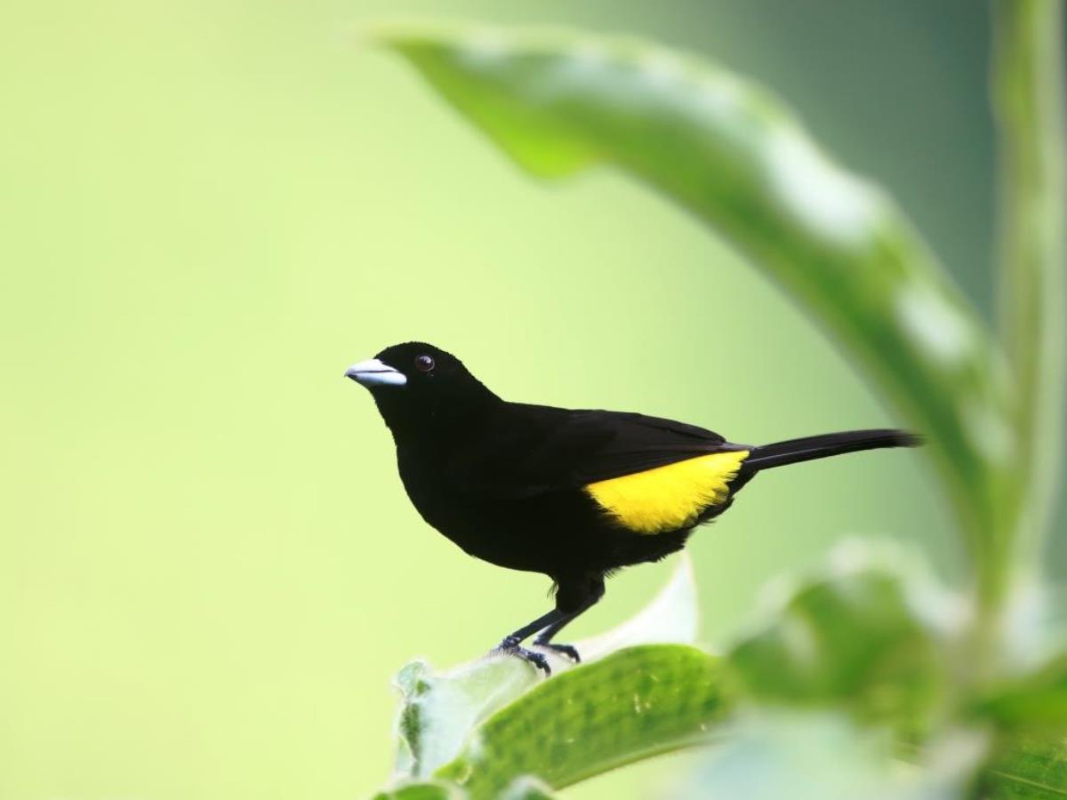 Tanager Flame-rumped-Colombia-Birding  Wildlife Tour-Ecotours-Worldwidecom-S05A7698