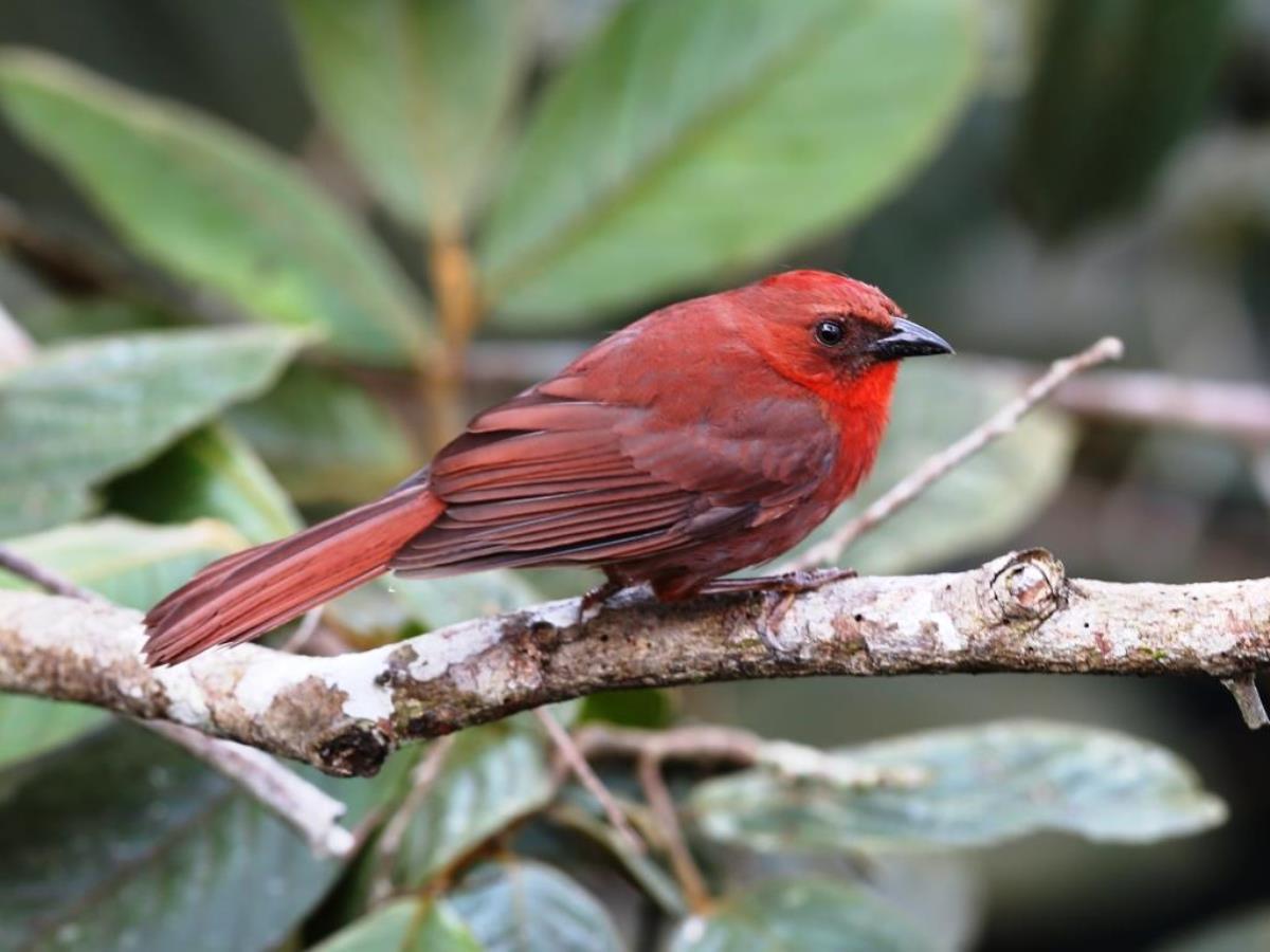 Tanager Red-crowned Ant-tanager-Belize Birding  Wildlife Tour by Ecotours-Worldwidecom-ToucanBirdingEcoLodge-S05A