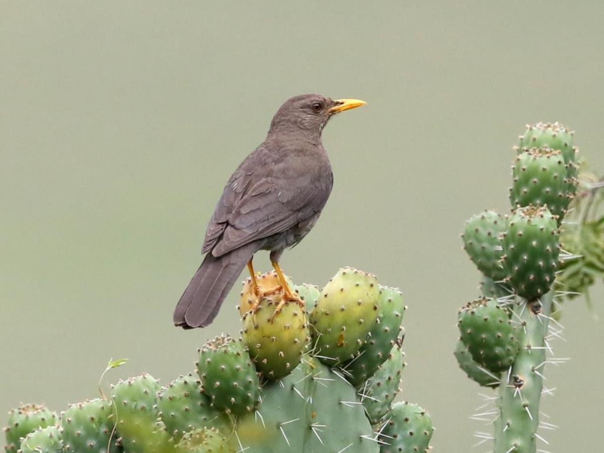 Thrush Chiguanco-Peru Birding Tour by Ecotours-Worldwidecom-S05A